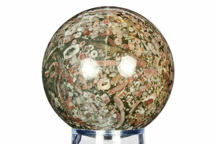 Colorful Fossil Crinoid Stems In Marble Sphere #308692